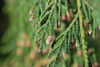 Chamaecyparis nootkatensis 'Pendula' - cypřišek nutkajský 'Pendula' - jarní větévka (2)
